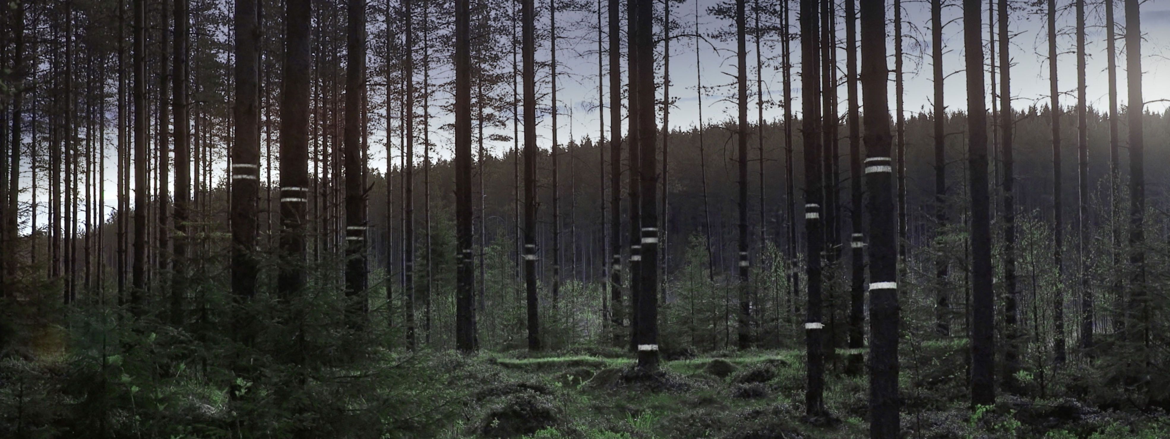 Intelligent forest