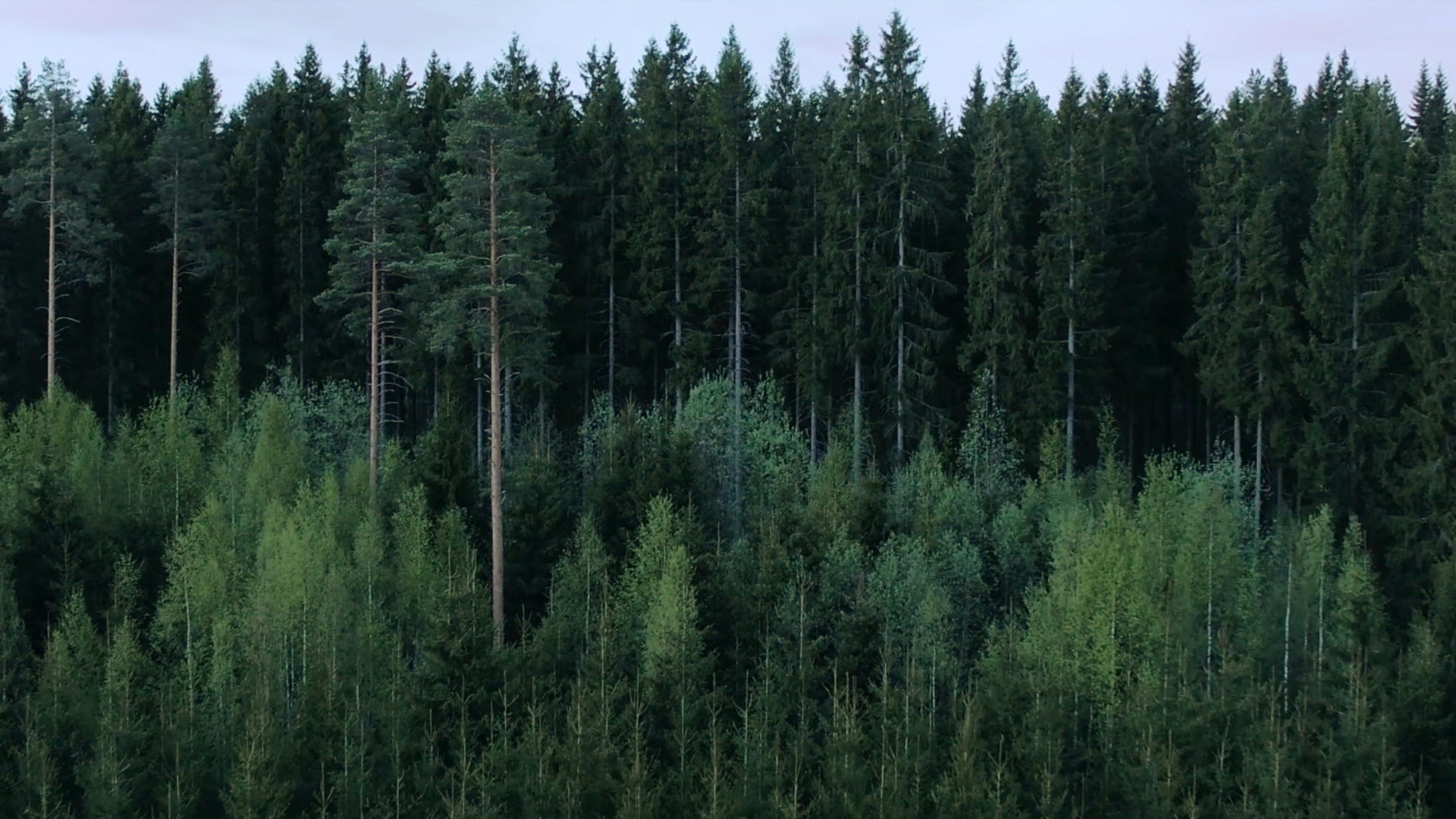 Älykäs metsä