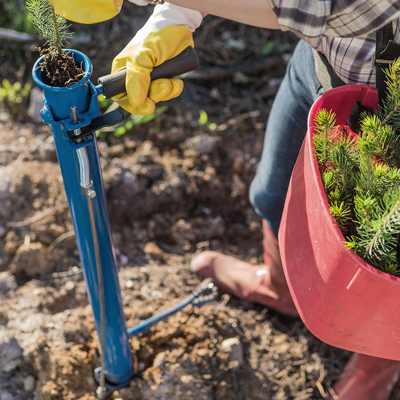 Planting