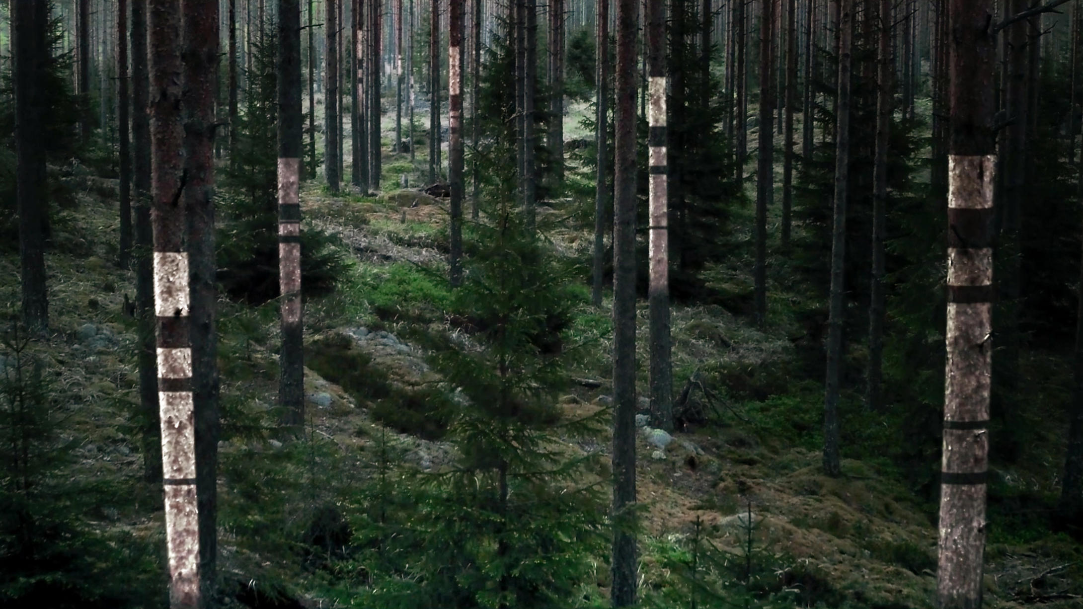 Älykäs metsä