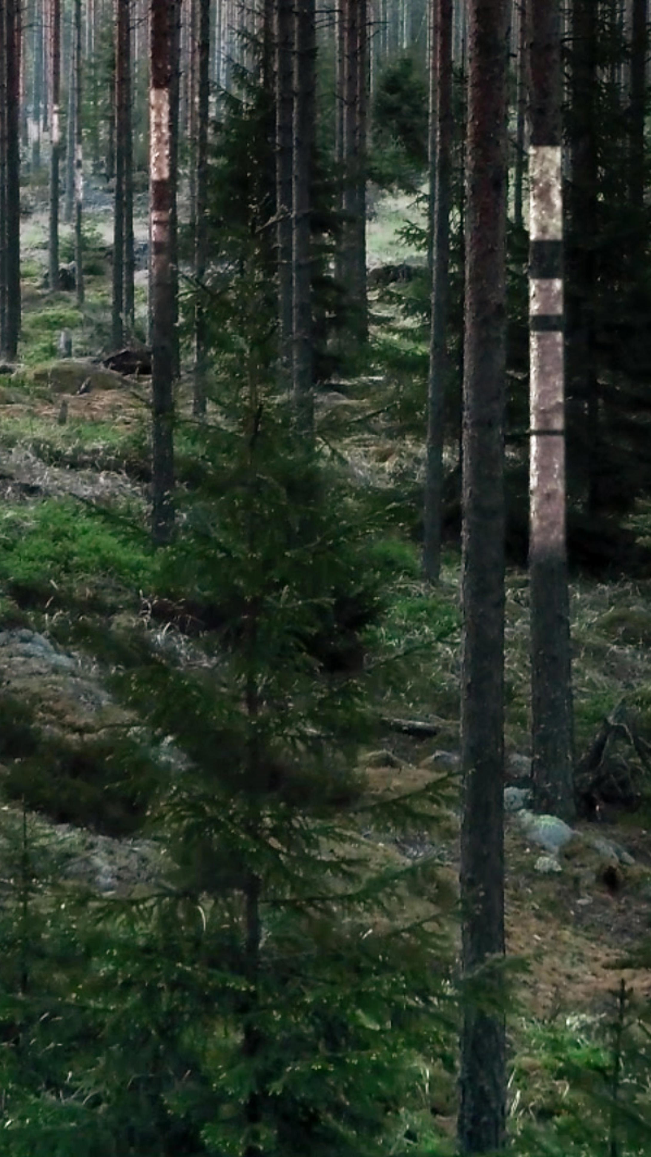 Älykäs metsä