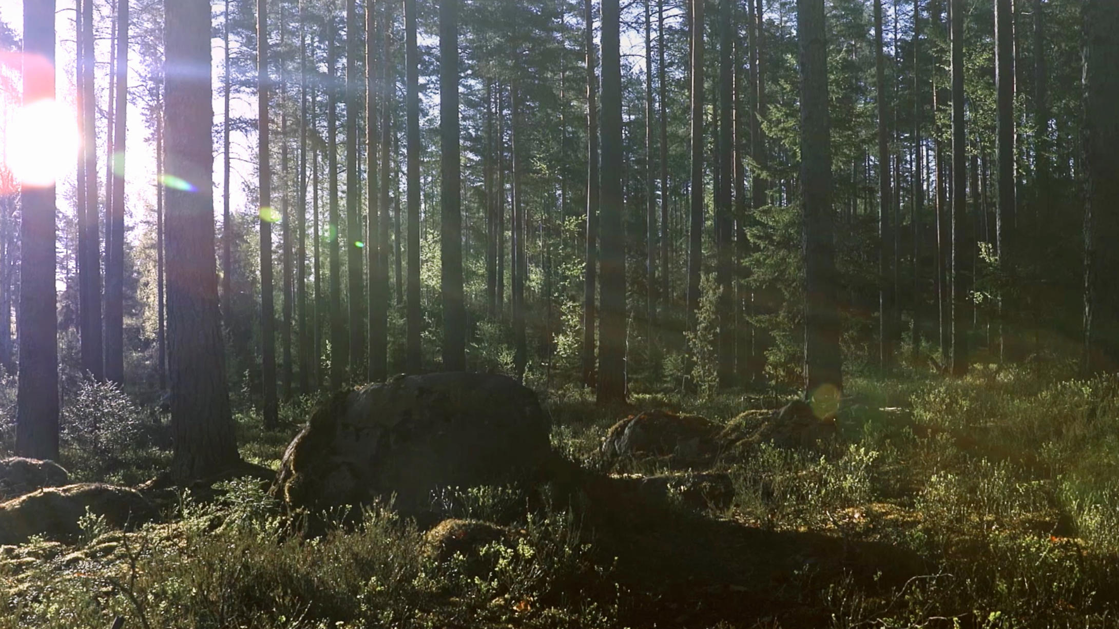 Älykäs metsä