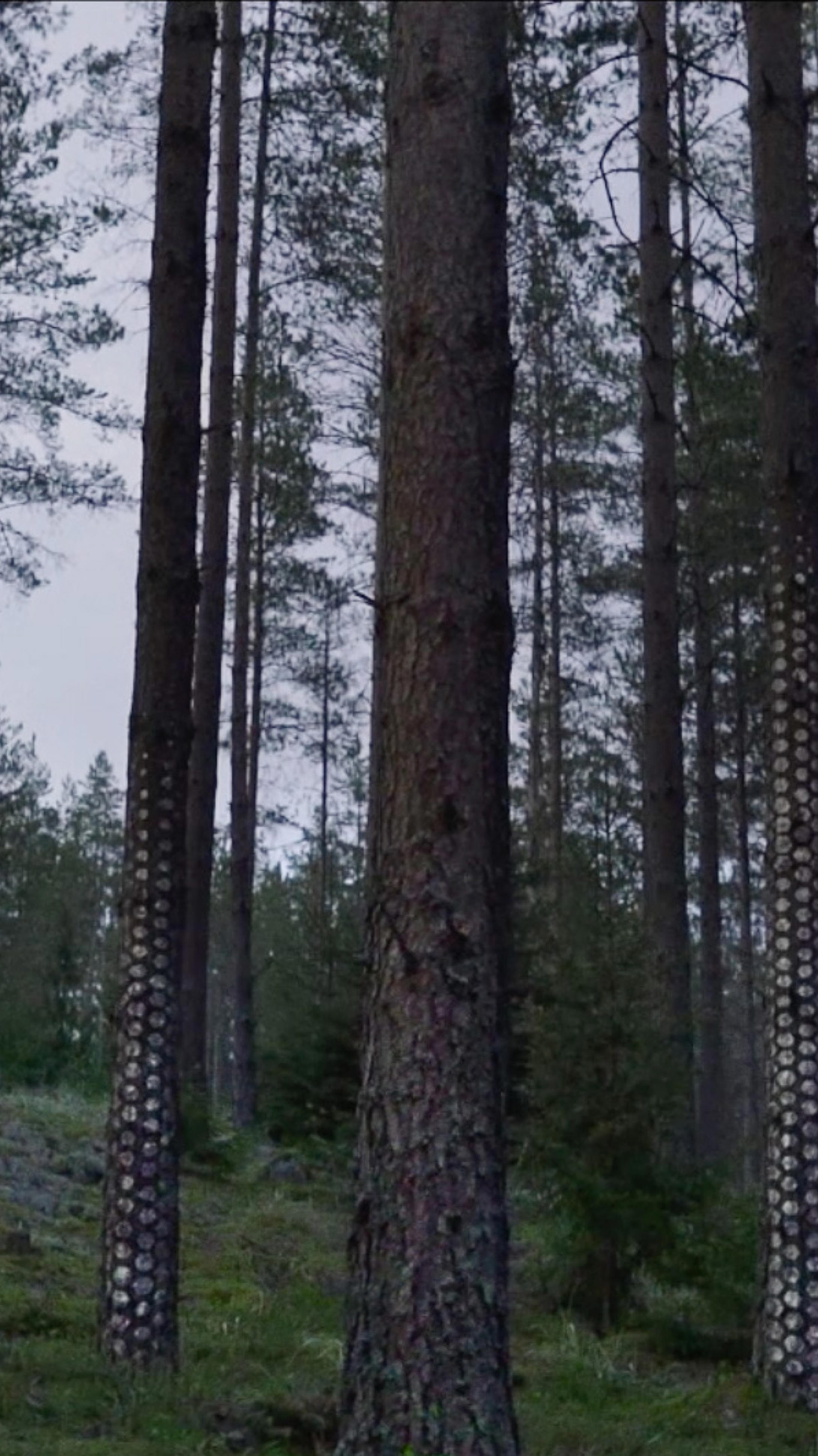Älykäs metsä
