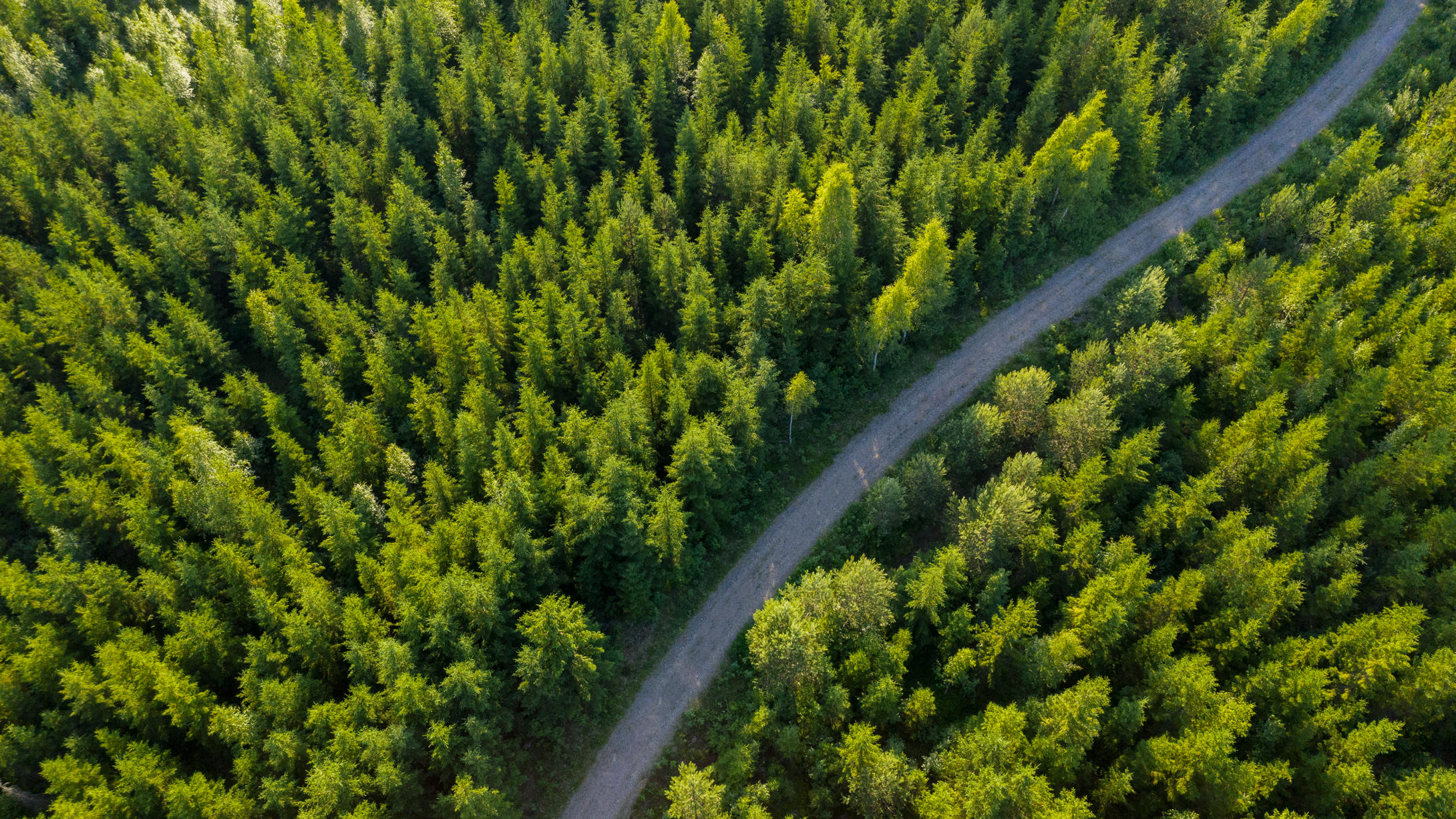Forest road