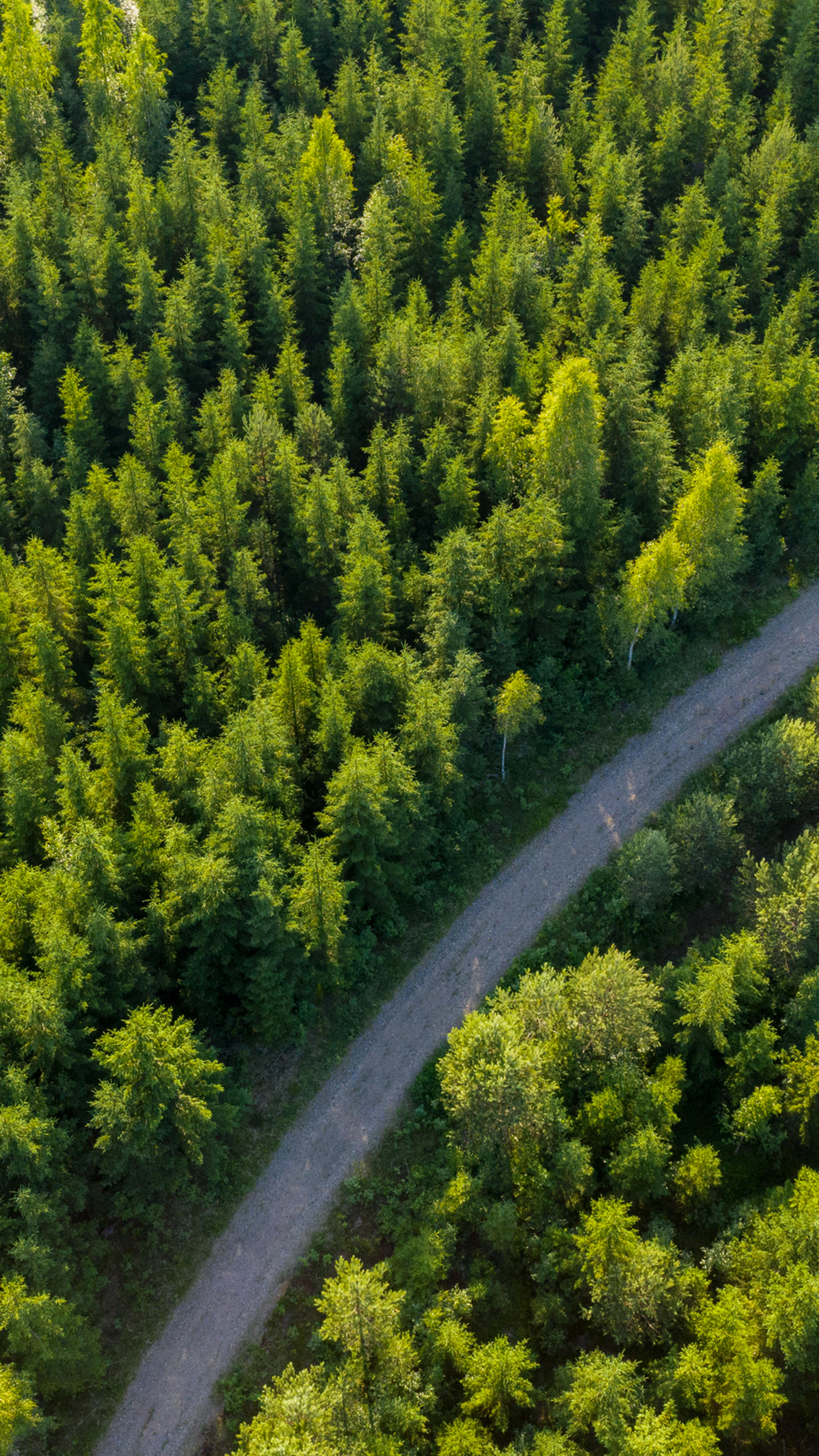 Forest road