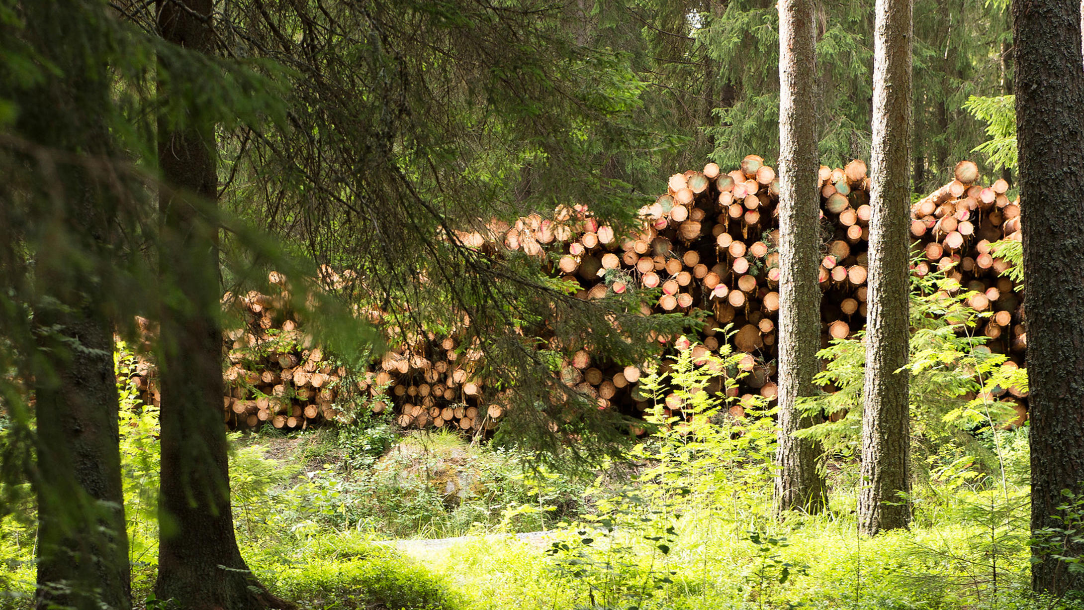 Forest