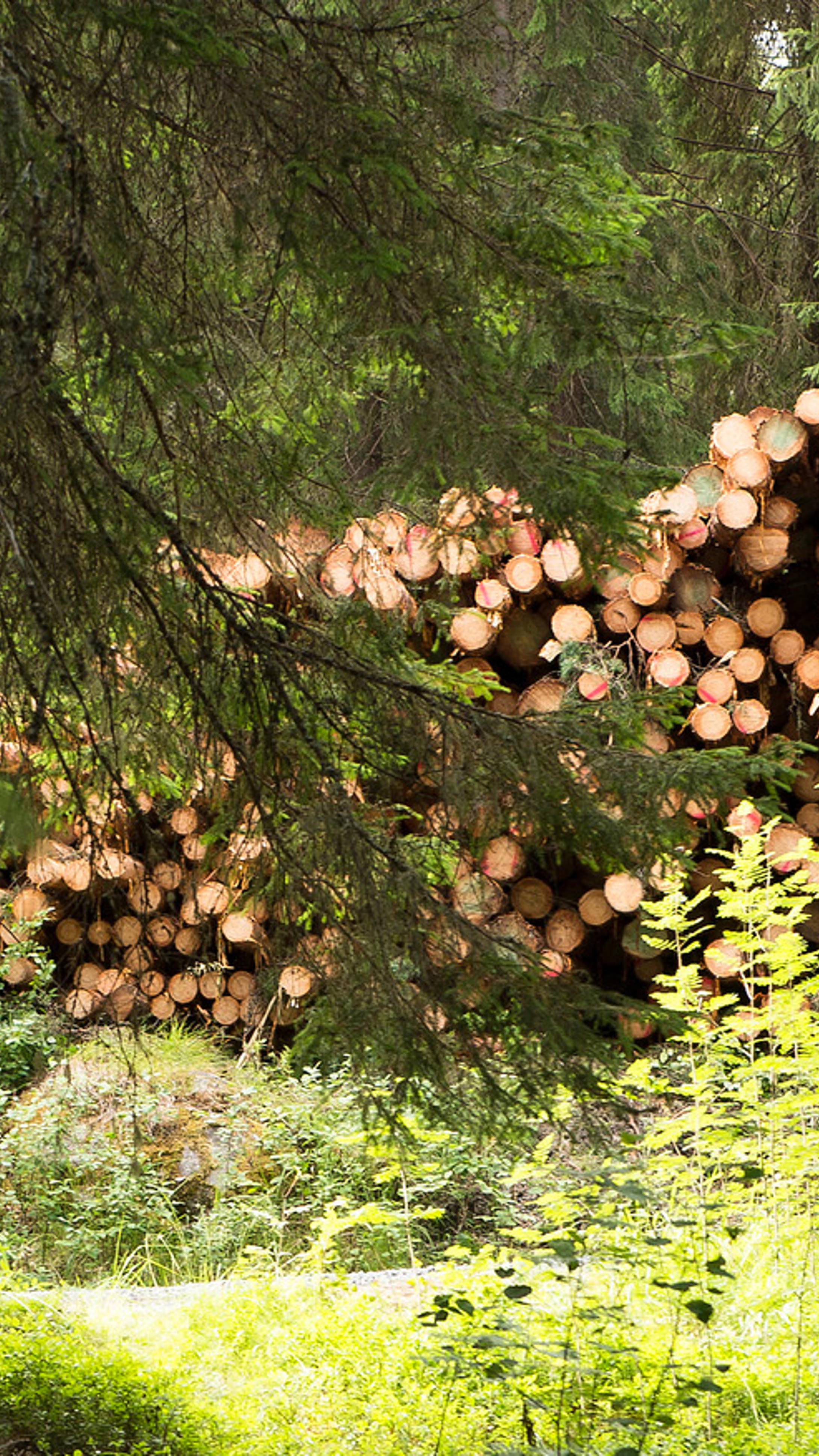 Forest
