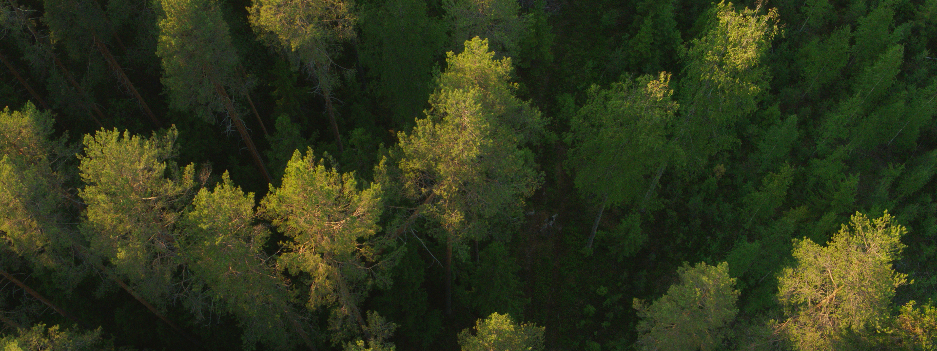From forest to a cereal box