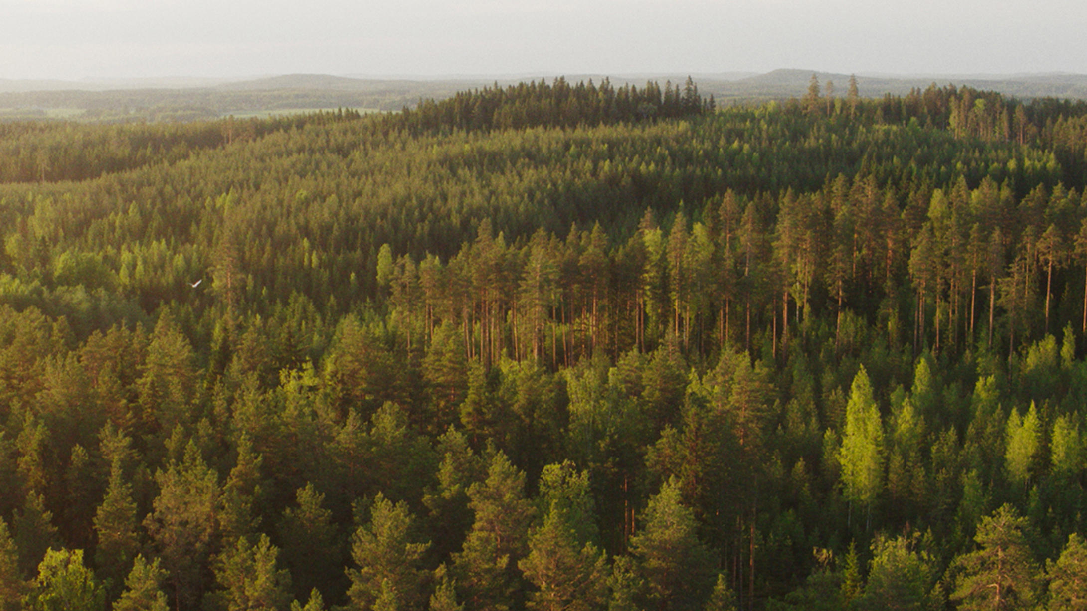 Metsä