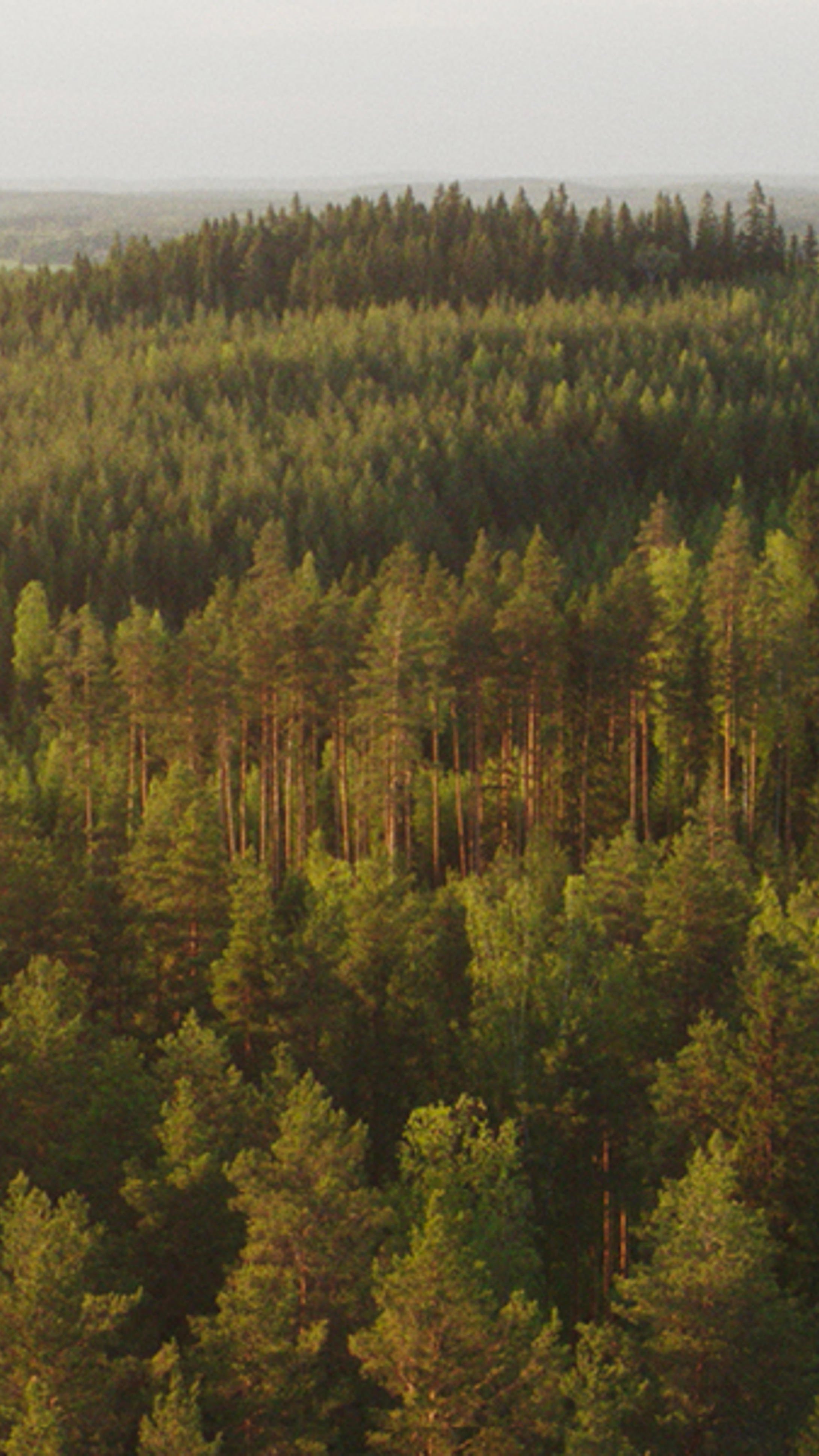 Metsä