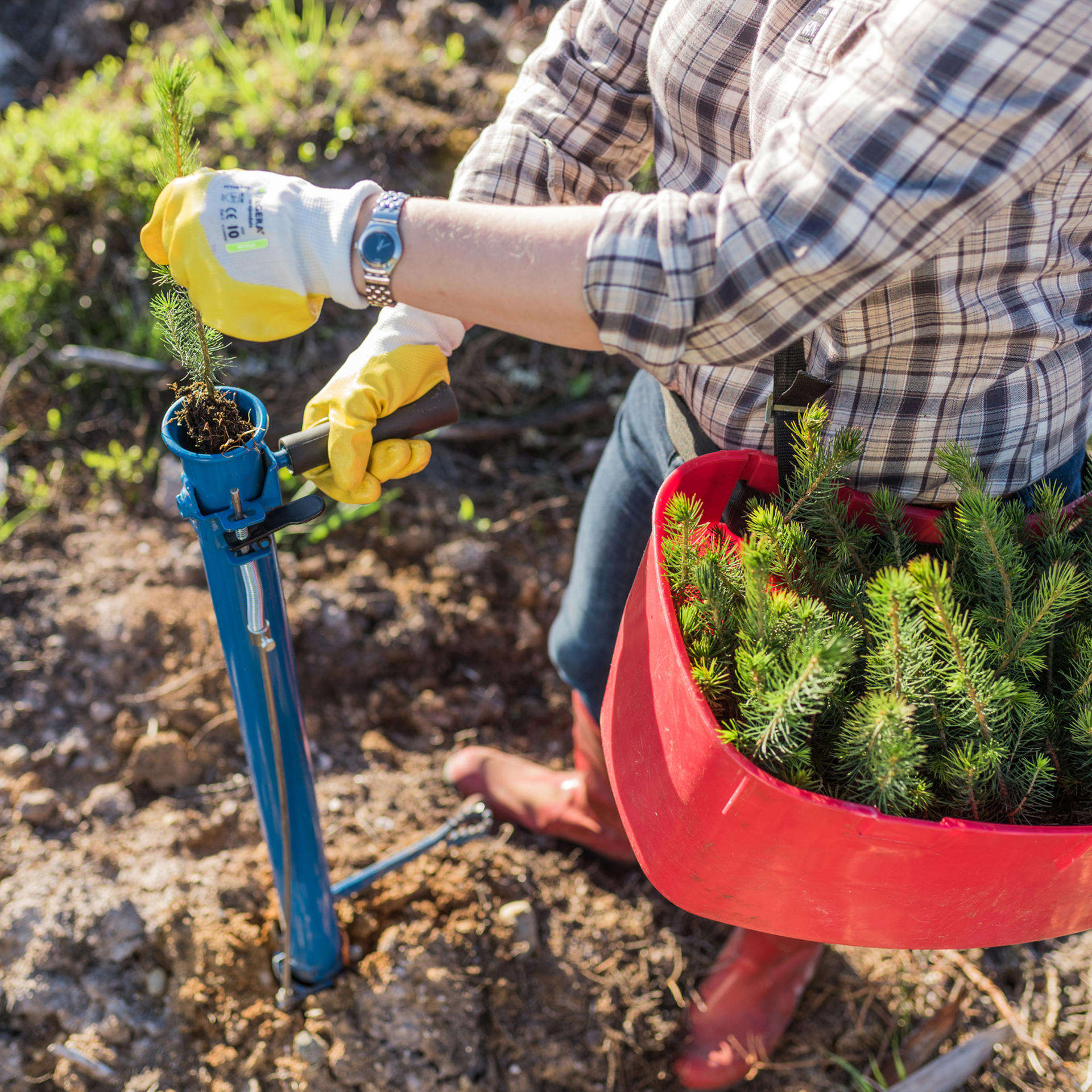 Planting