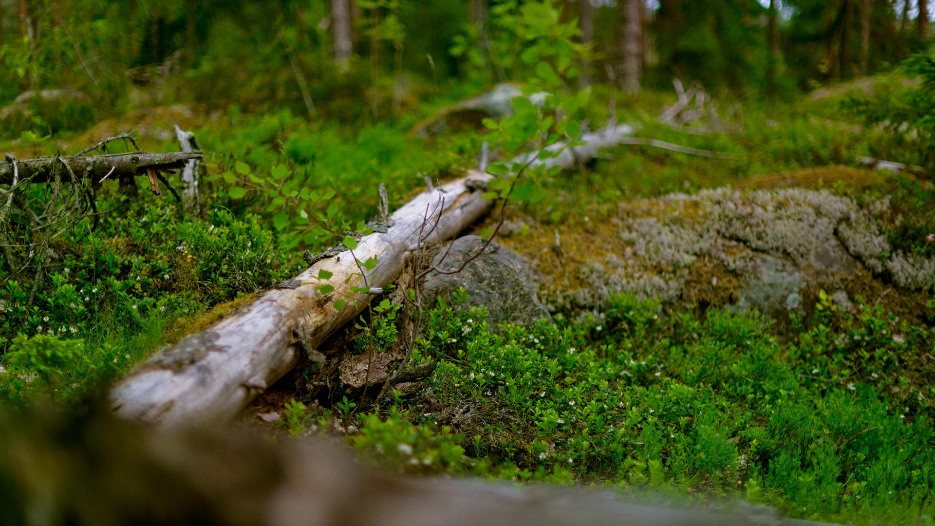 Safeguarding biodiversity