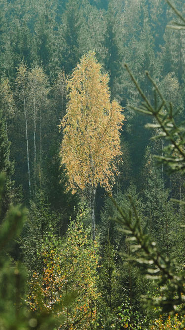 Origin of wood