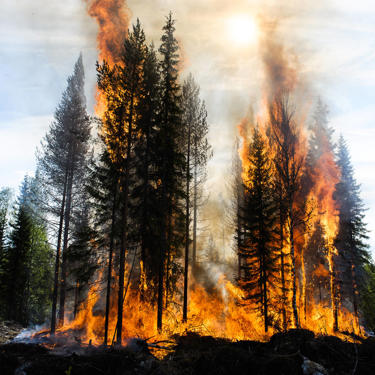 Regenerative forestry