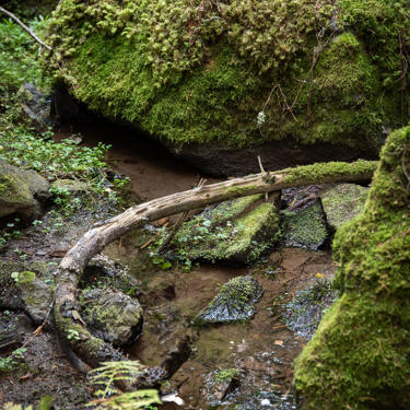 Regenerative forestry