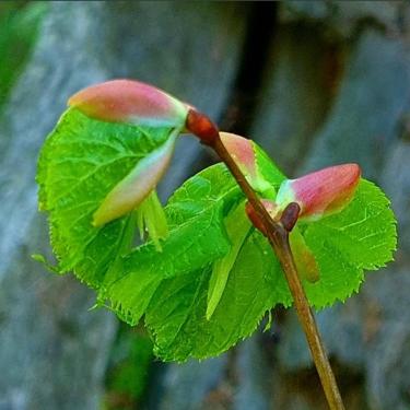 Regenerative forestry