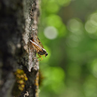 Regenerative forestry