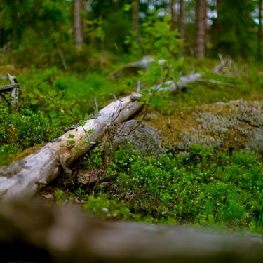 Regenerative forestry