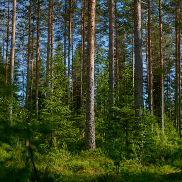 Regenerative forestry
