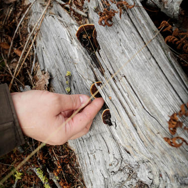 Regenerative forestry