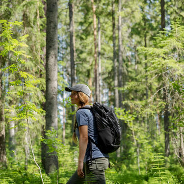 Regenerative forestry