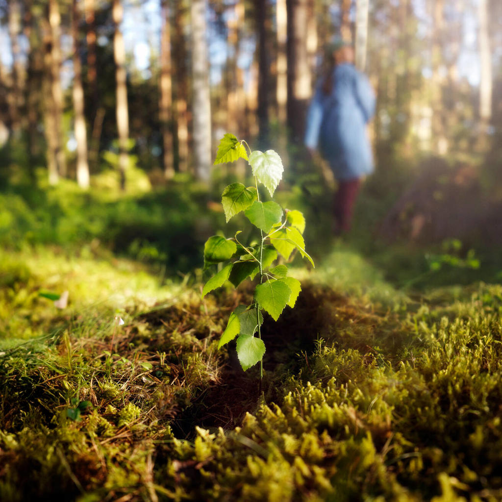 Betriebliche Altersvorsorge 