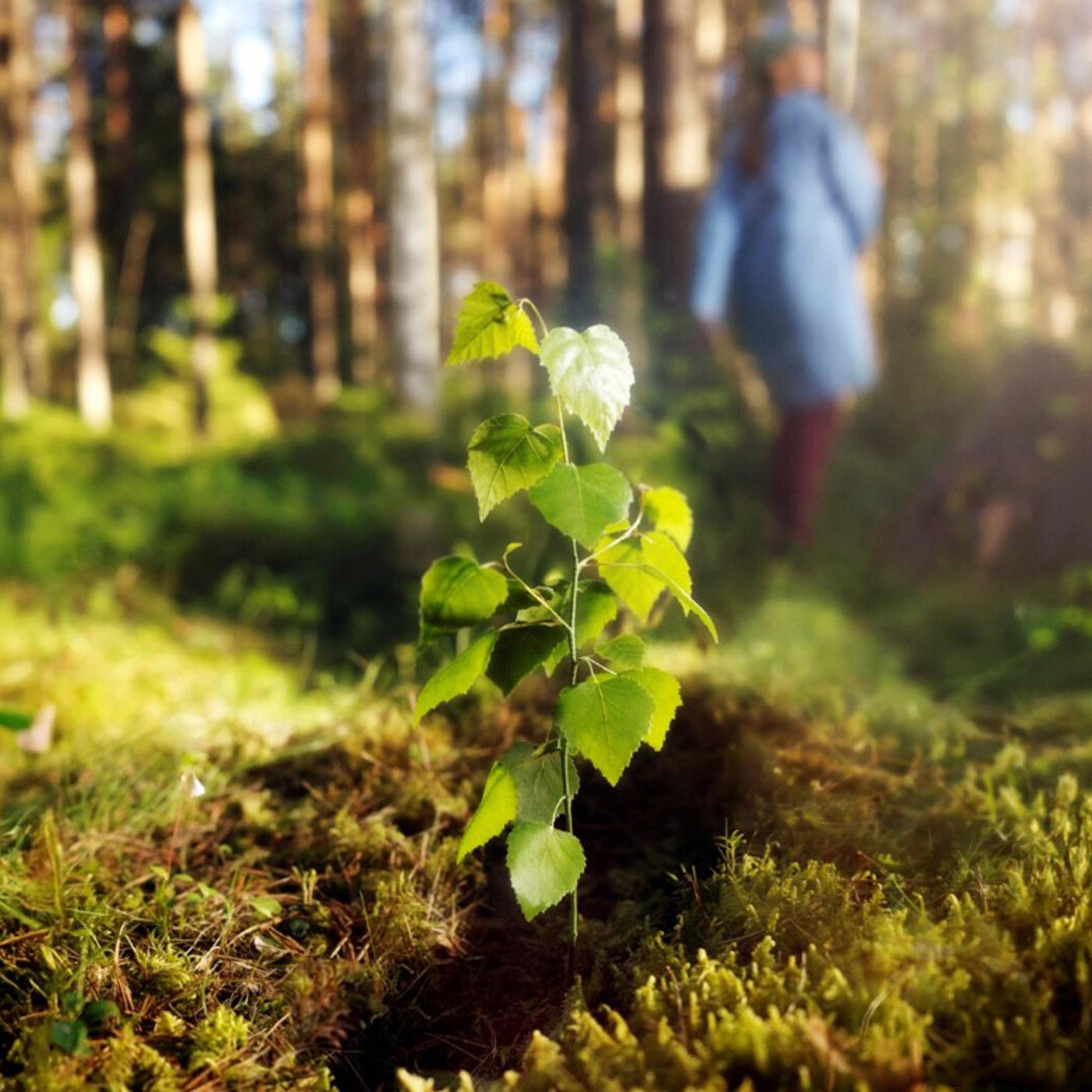 Metsä Tissue sets science aligned climate target to reduce total Greenhouse Gas emissions by -50% by 2030