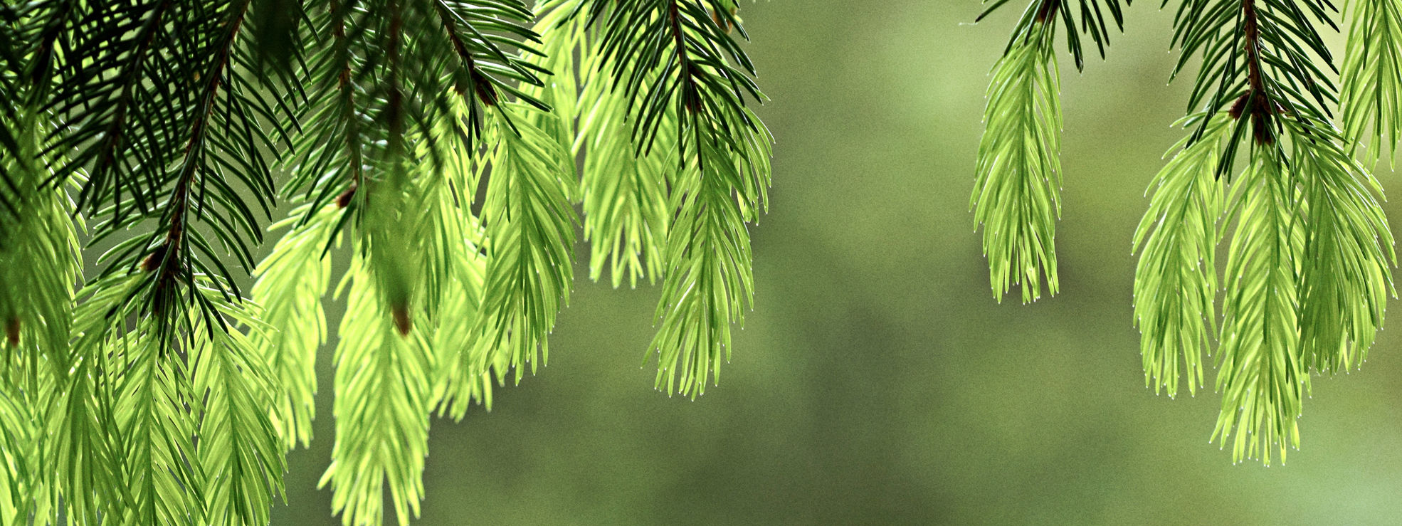 Spruce nut, kuusenkerkkä
