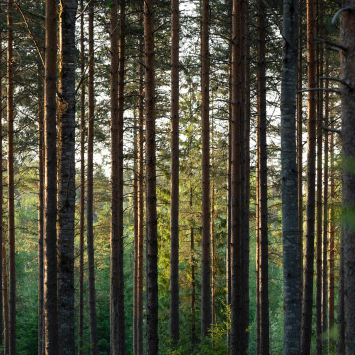 puut hämärässä metsässä