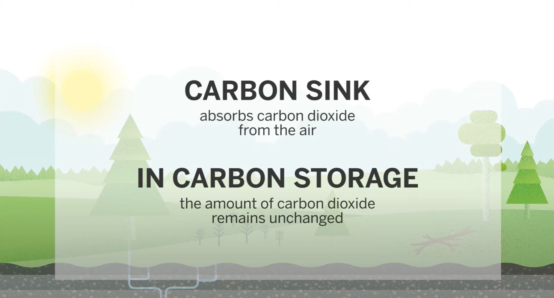 Carbon storage calculator