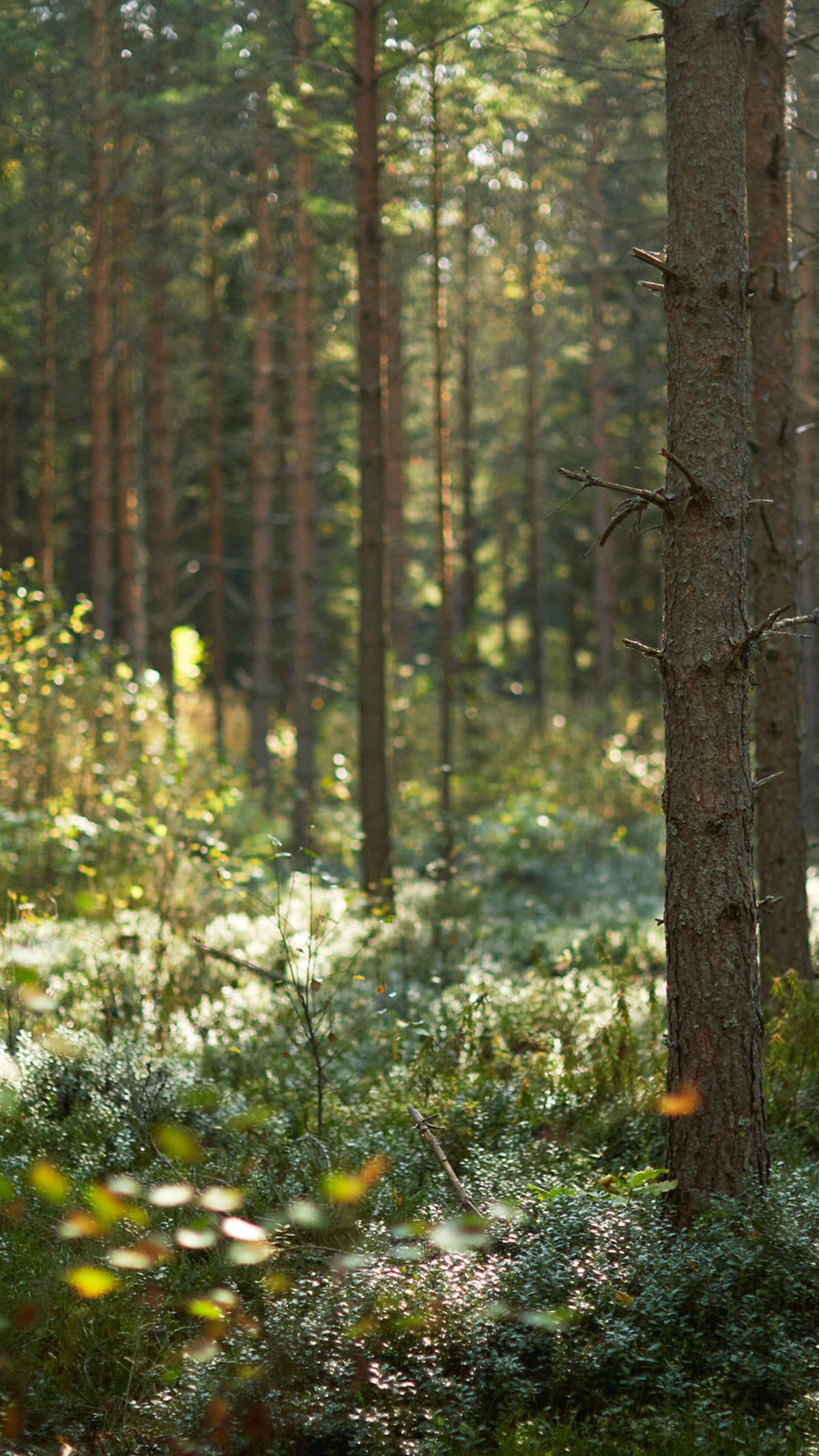 Biodiversity-guaranteed-sustainably-managed-forests