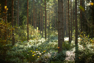 Biodiversity-guaranteed-sustainably-managed-forests