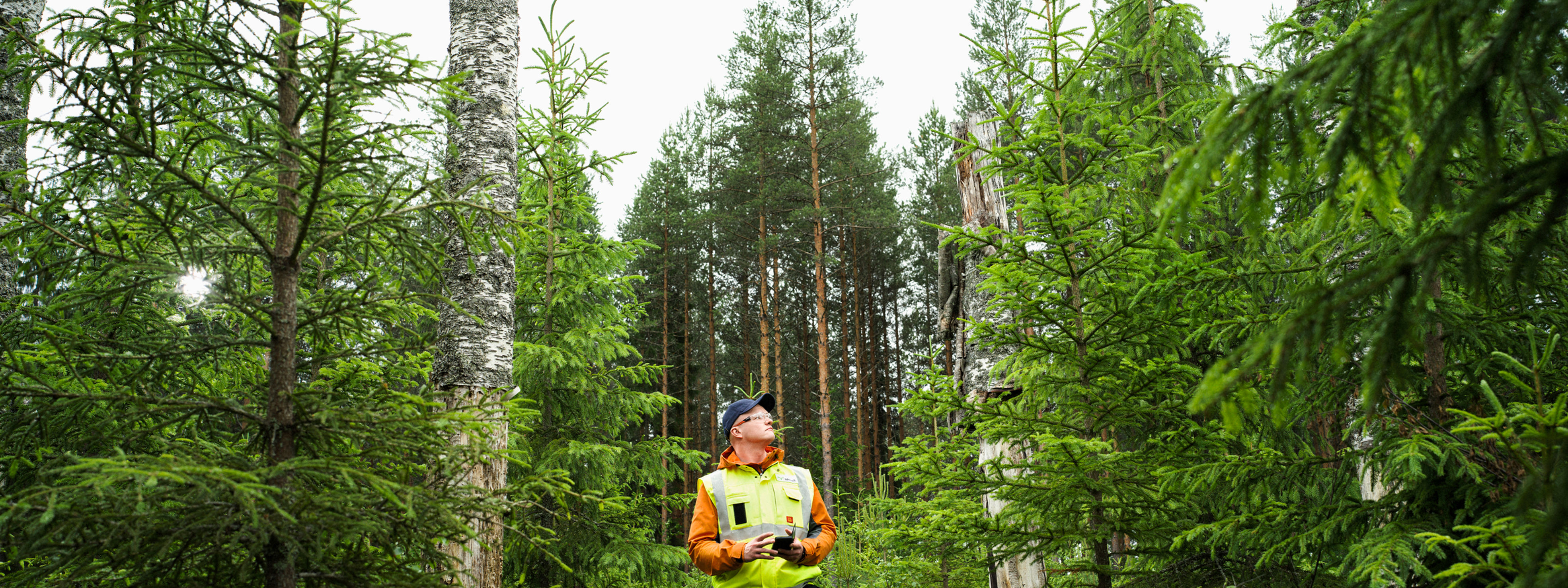 Maalahopuut säästetään metsänhoidossa.